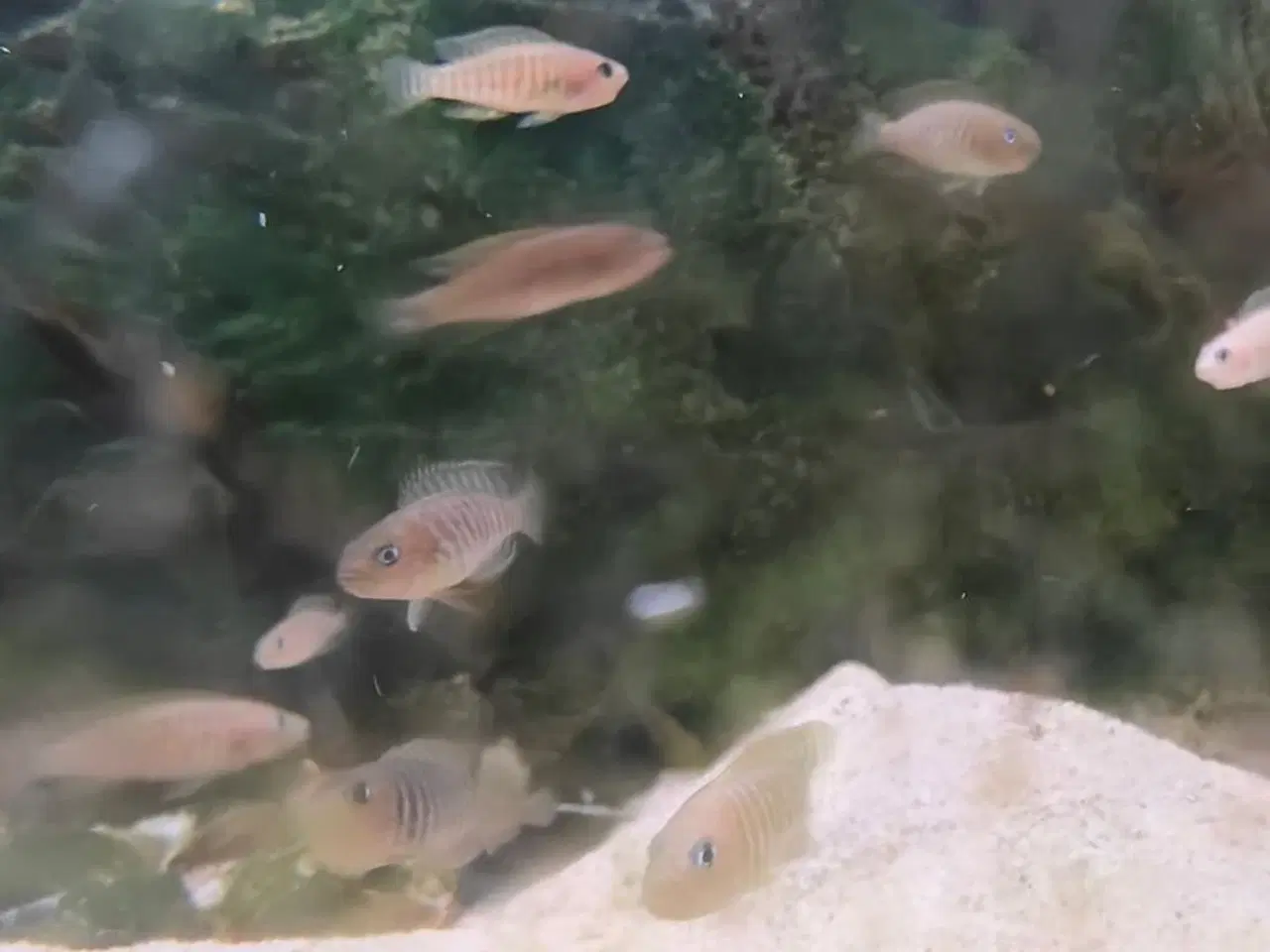 Billede 2 - Neolamprologus Multifasciatus