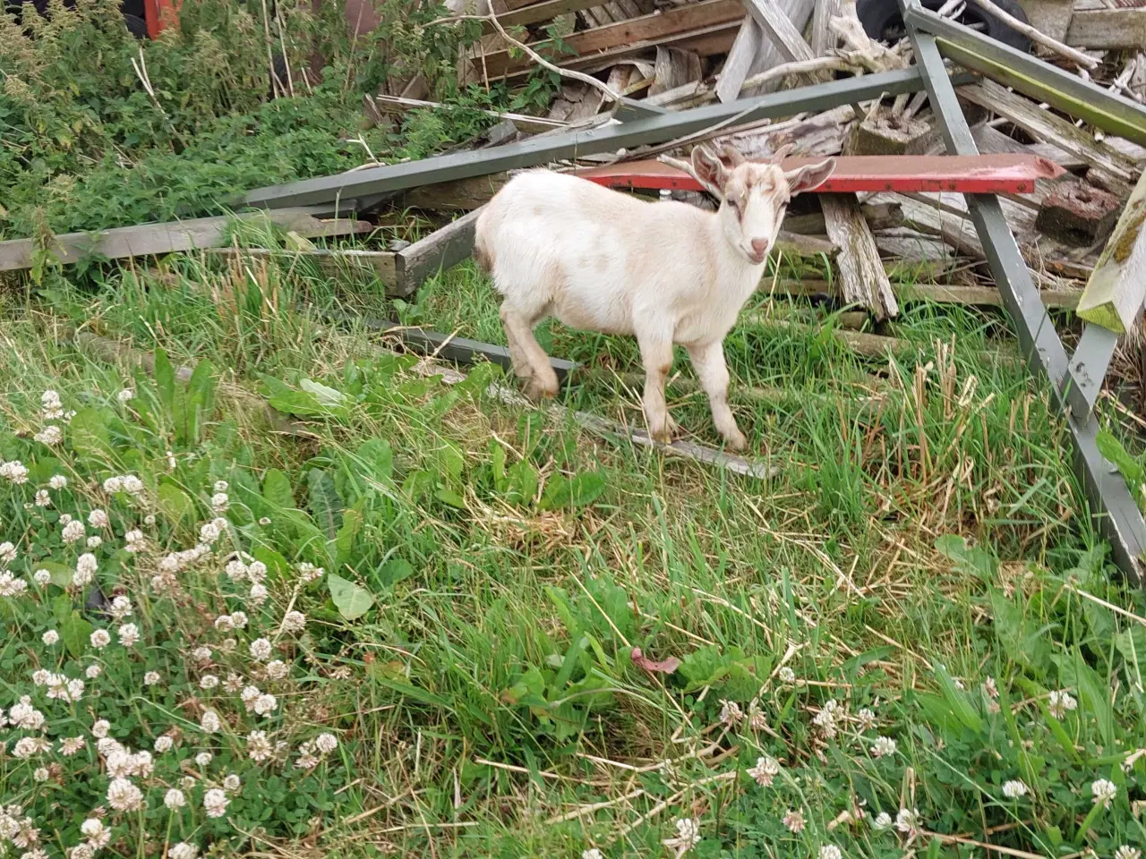 Billede 5 - Gedekid fra marts måned