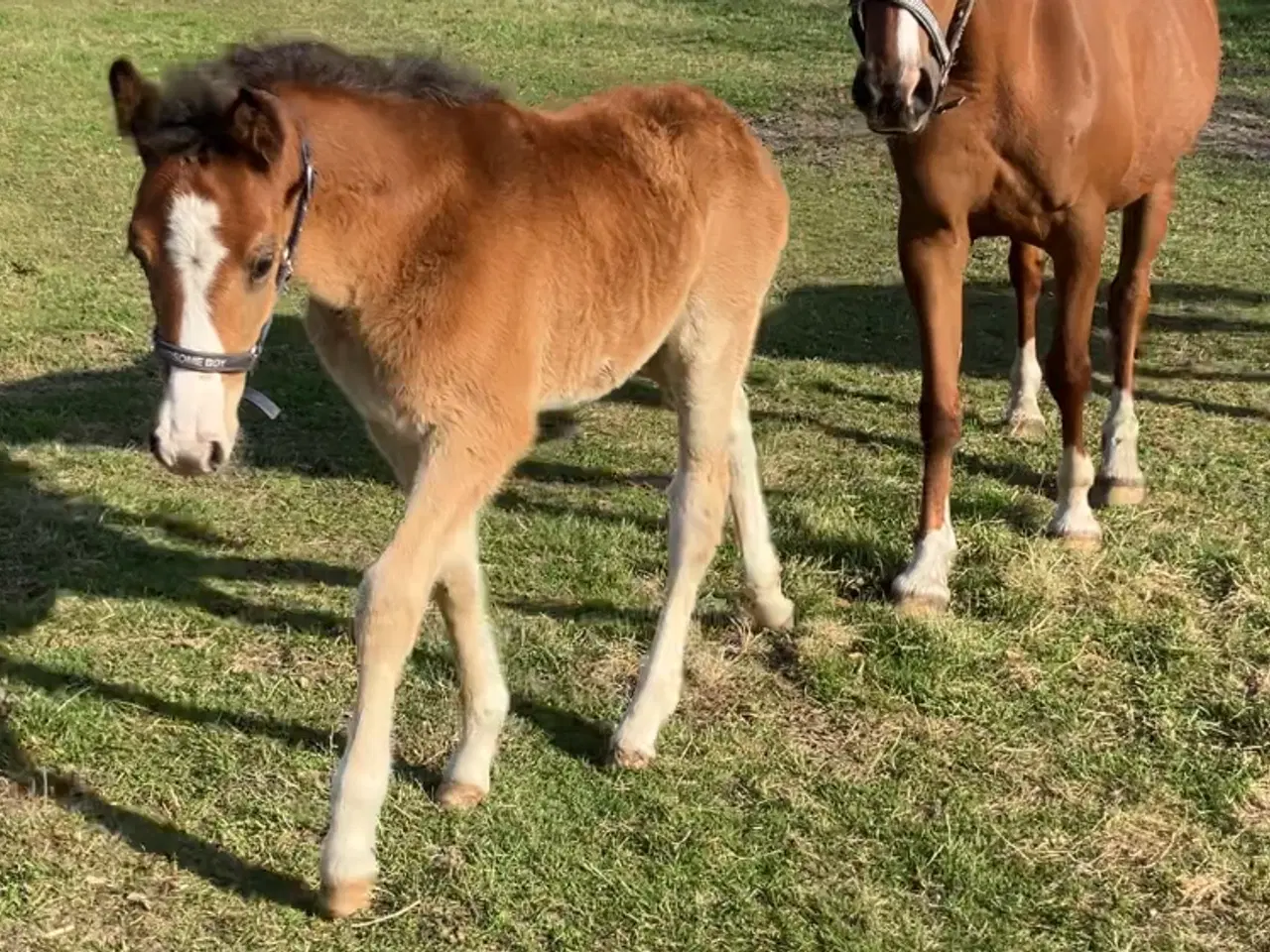 Billede 3 - 1’er ponyer 