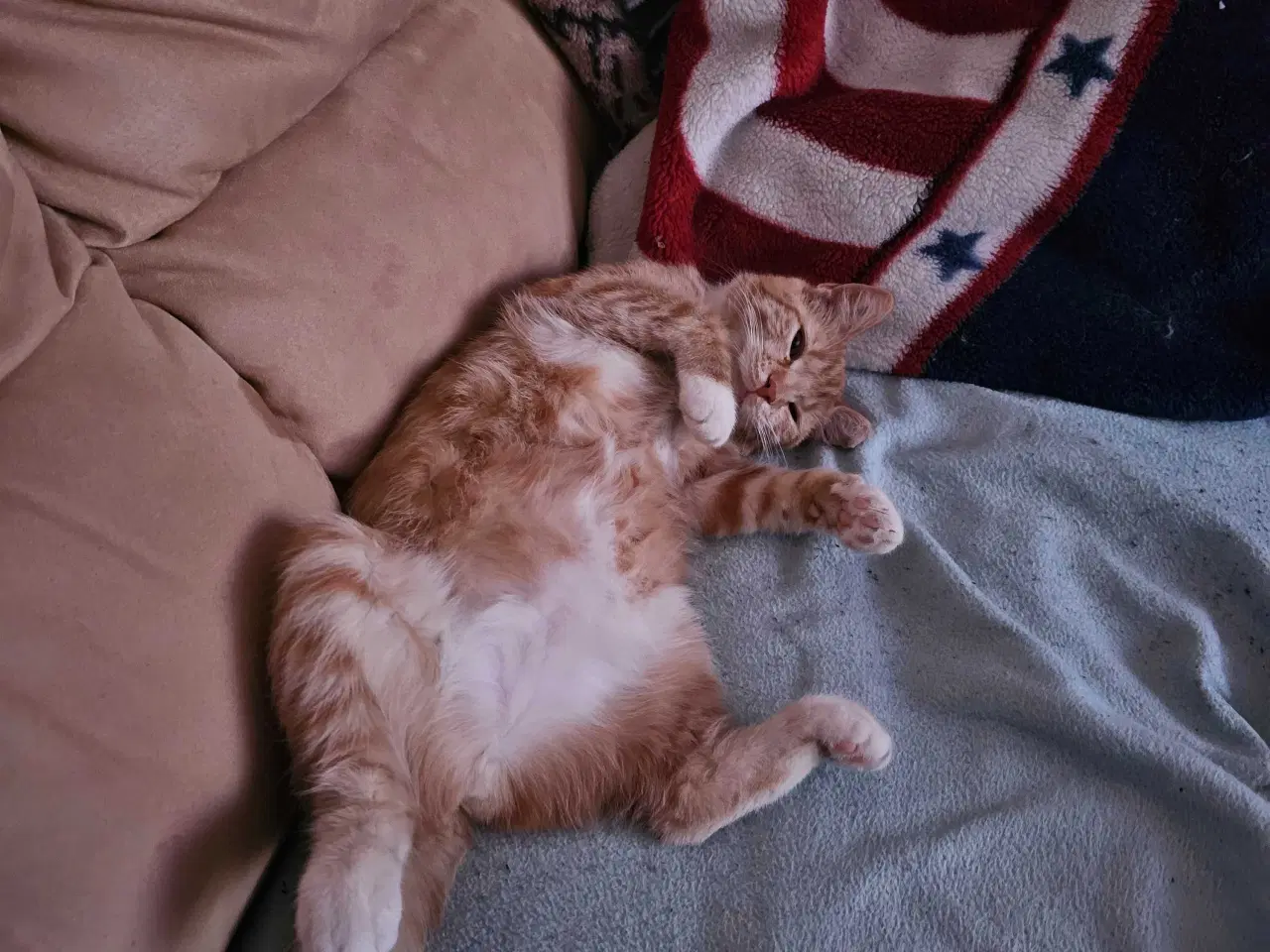 Billede 7 - Rød hun kat