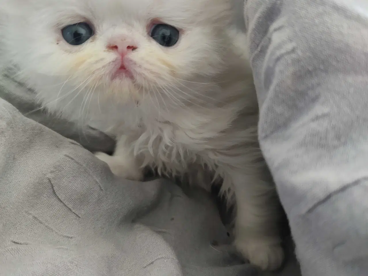 Billede 1 - Perser killinger 