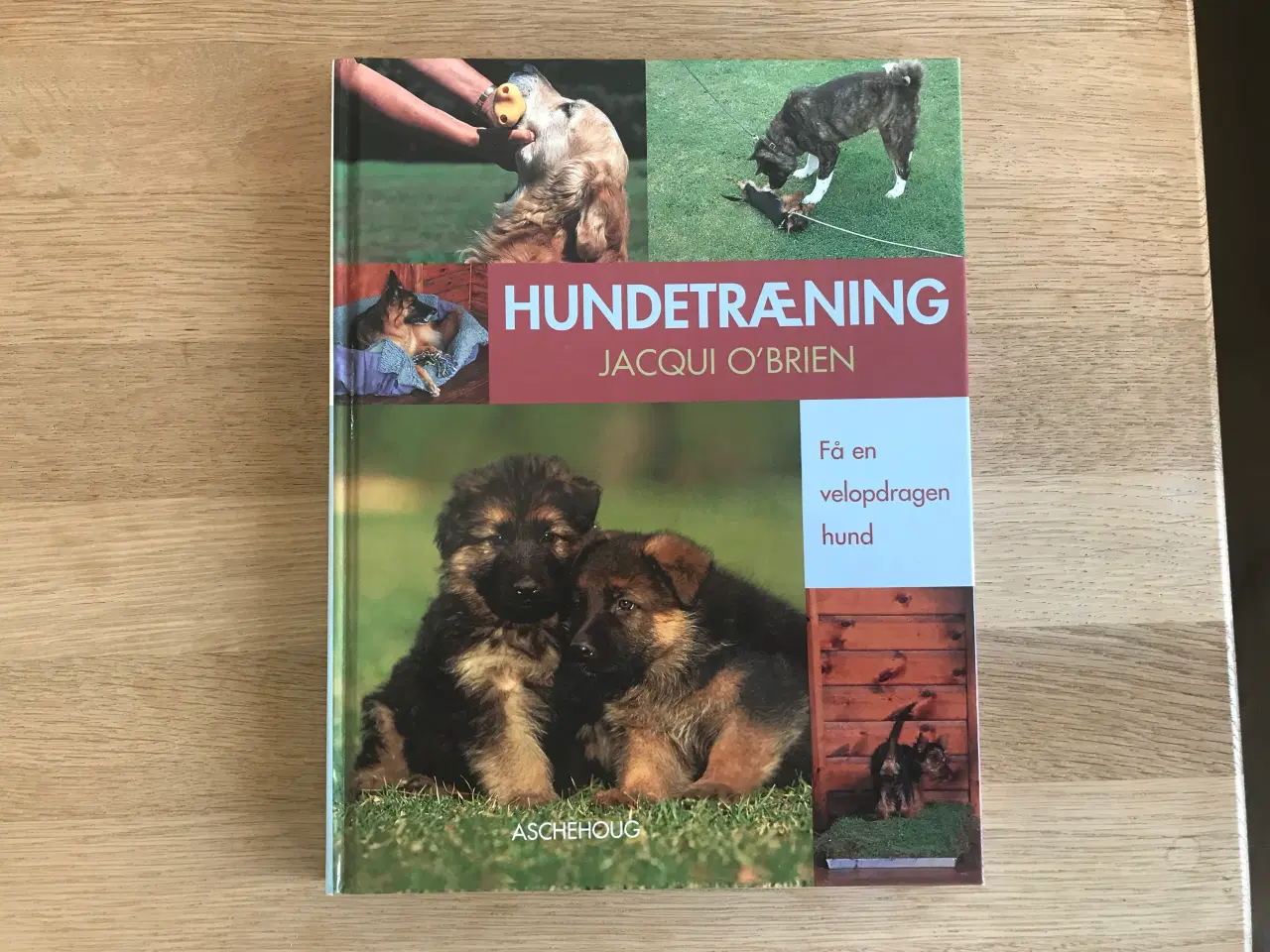 Billede 1 - Hundetræning - Få en velopdragen hund