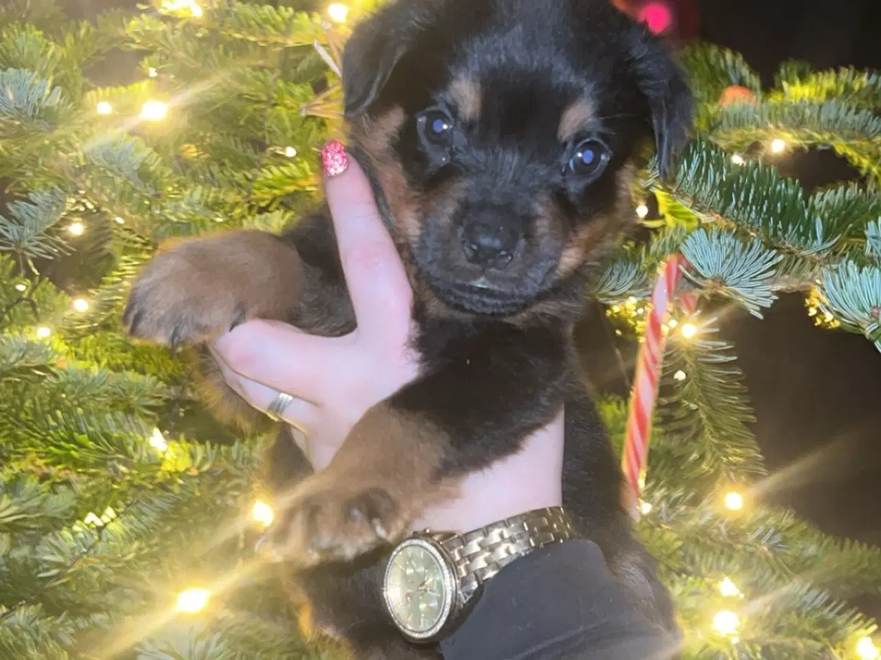 Billede 4 - Ægte Rottweiler 