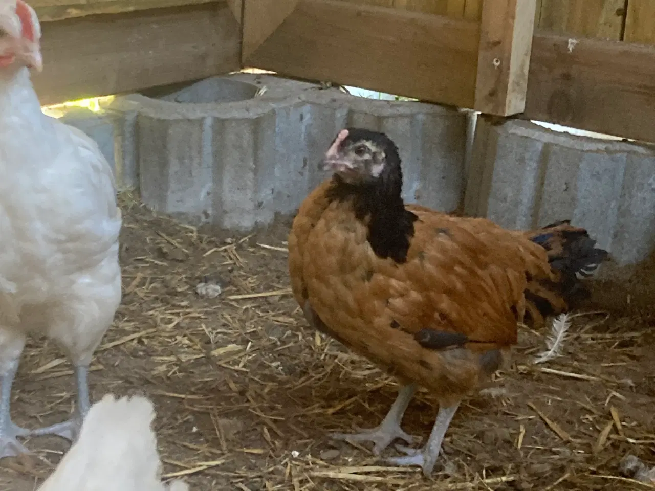 Billede 4 - 9 uge gammele kyllinger 
