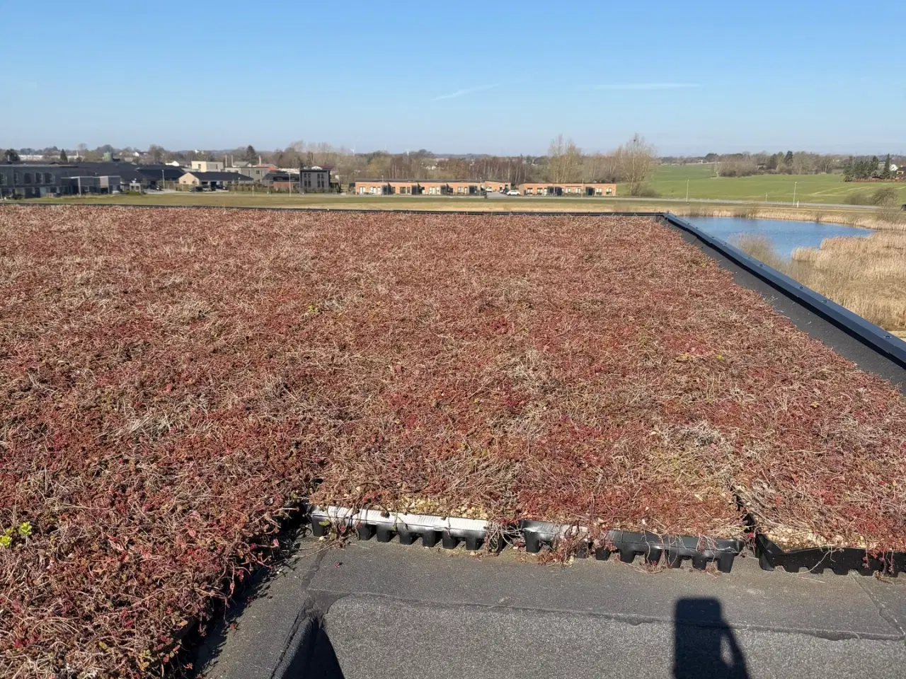 Billede 3 - Sedum planter fra Byggros. 9 m² i flotte farver