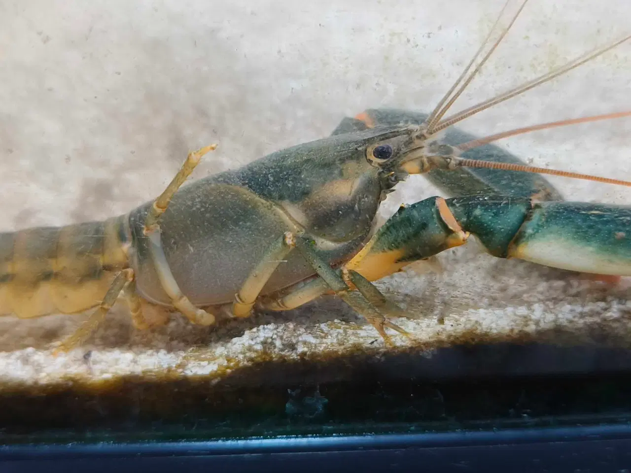 Billede 3 - 2 stk cherax sp orange tip krebs 