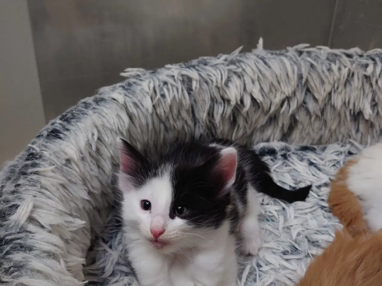 Billede 5 - Norsk skovkat