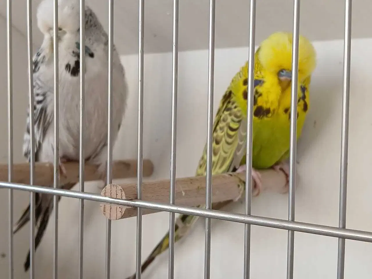 Billede 4 - 1 par Engelske undulater 