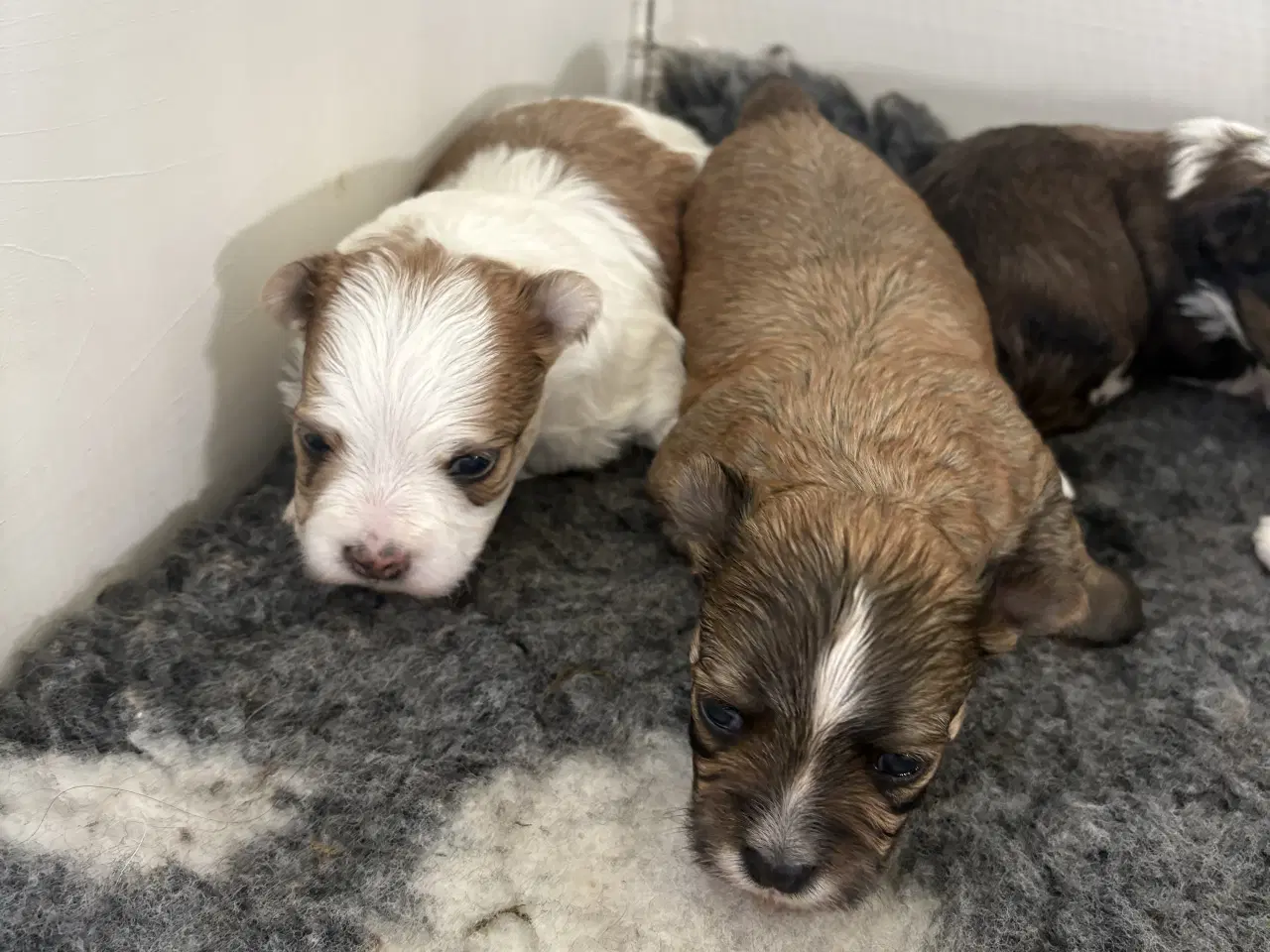 Billede 8 - Bichon havanais hvalp