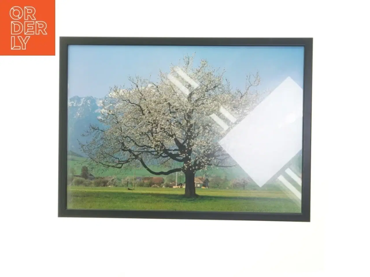 Billede 1 - Indrammet billede af blomstrende træ (str. 30x42 cm)