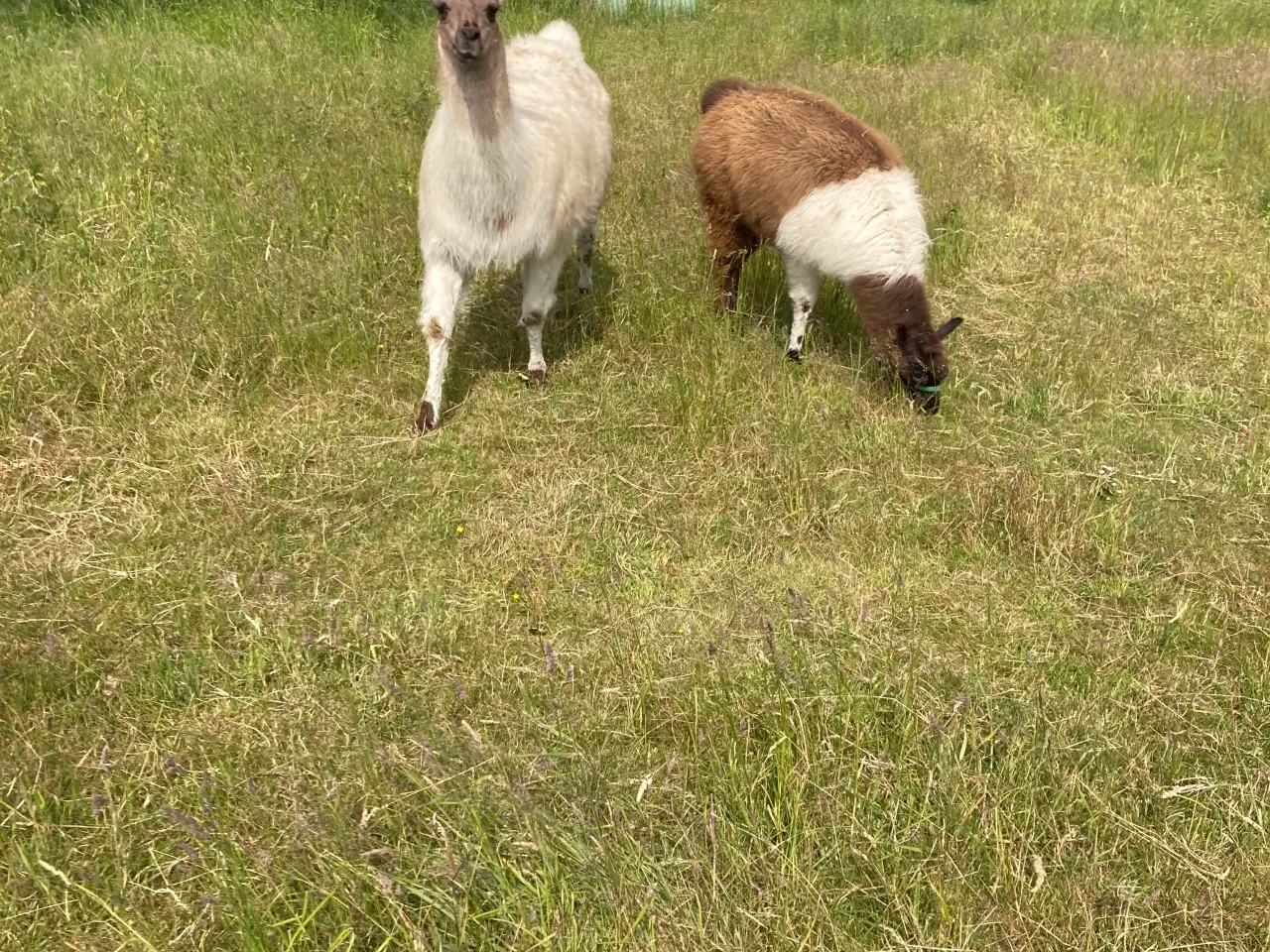 Billede 2 - Lama hingst 