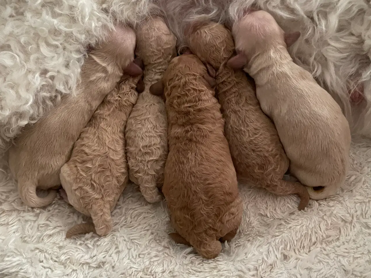 Billede 1 - Lækre Doodlehvalpe sælges 🐾🐾