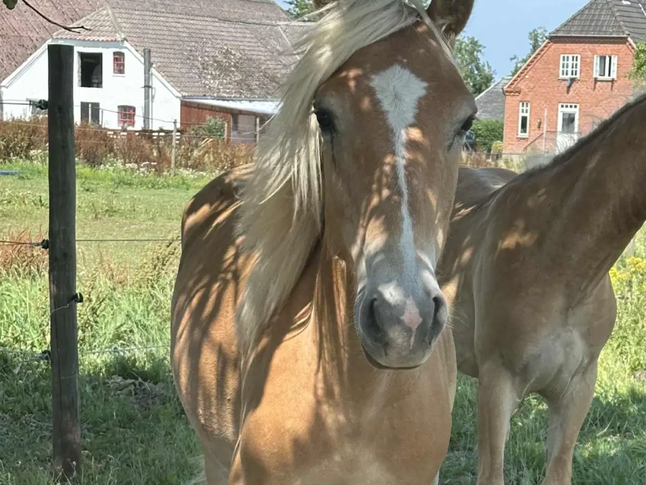 Billede 3 - Haflinger hingsteplag