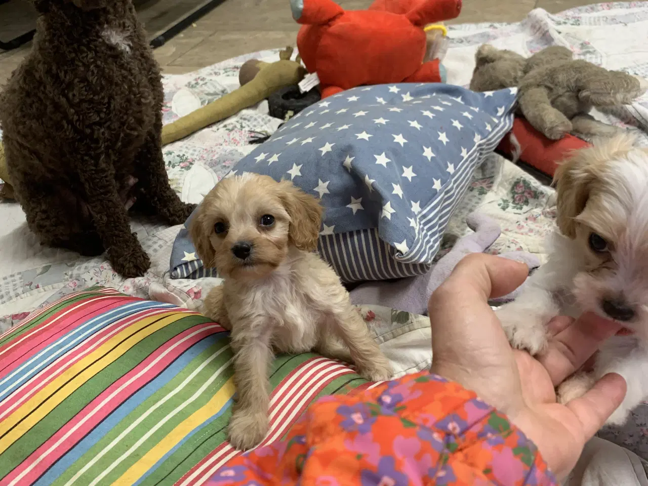 Billede 5 - Mini cavapoo babyer F1