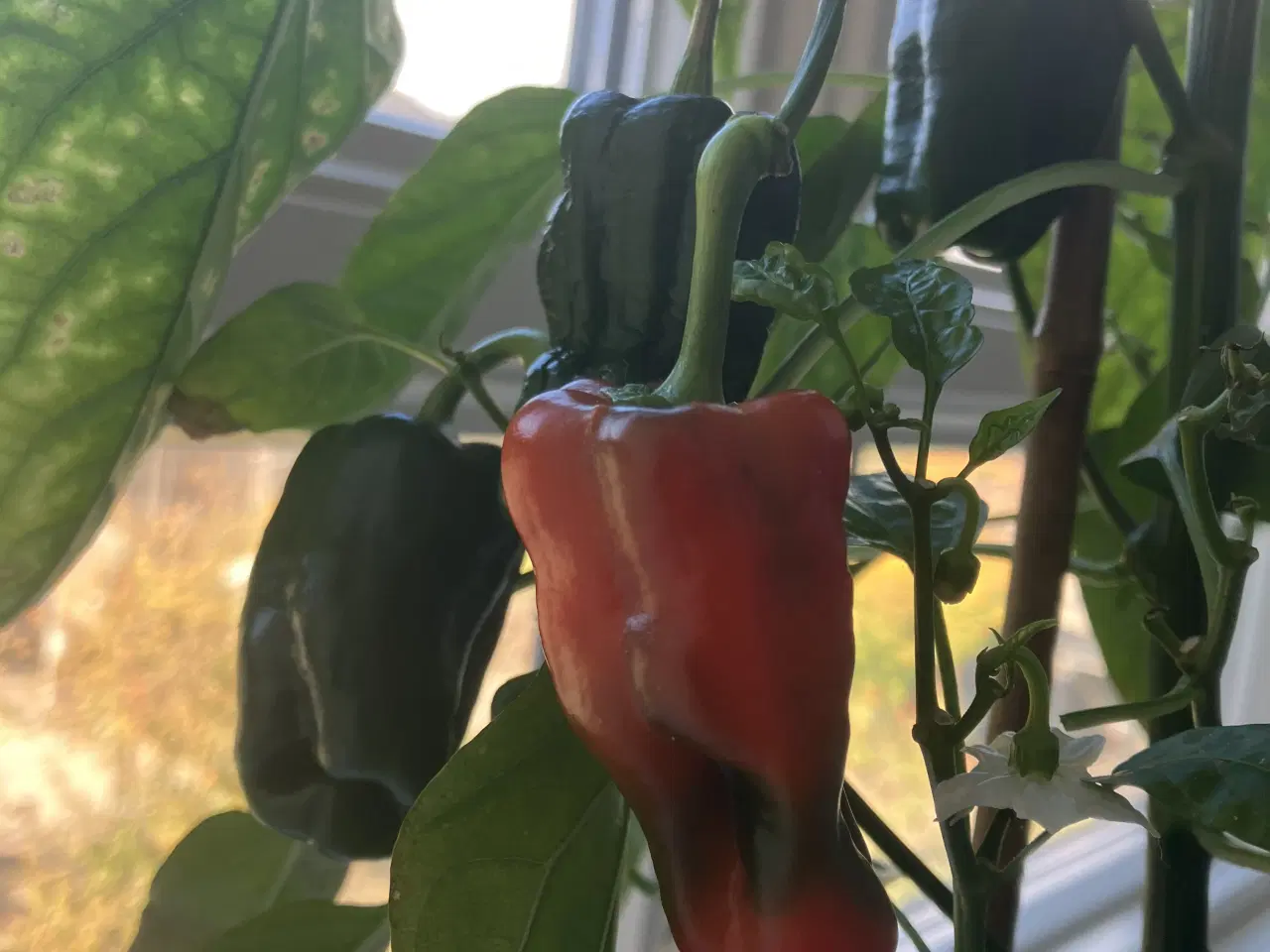 Billede 3 - Chili frø