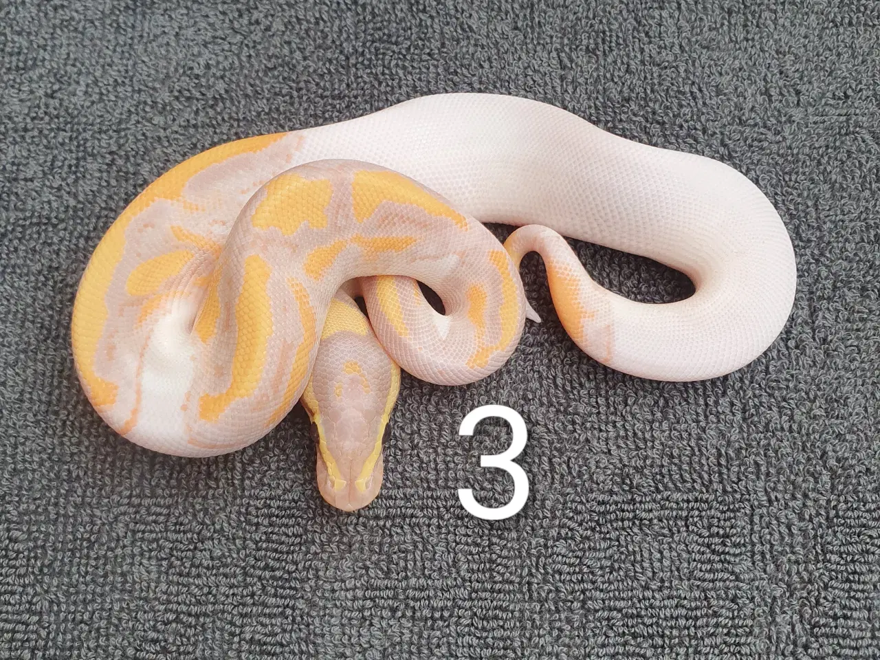 Billede 3 - Kongepython morfer pieds og andet