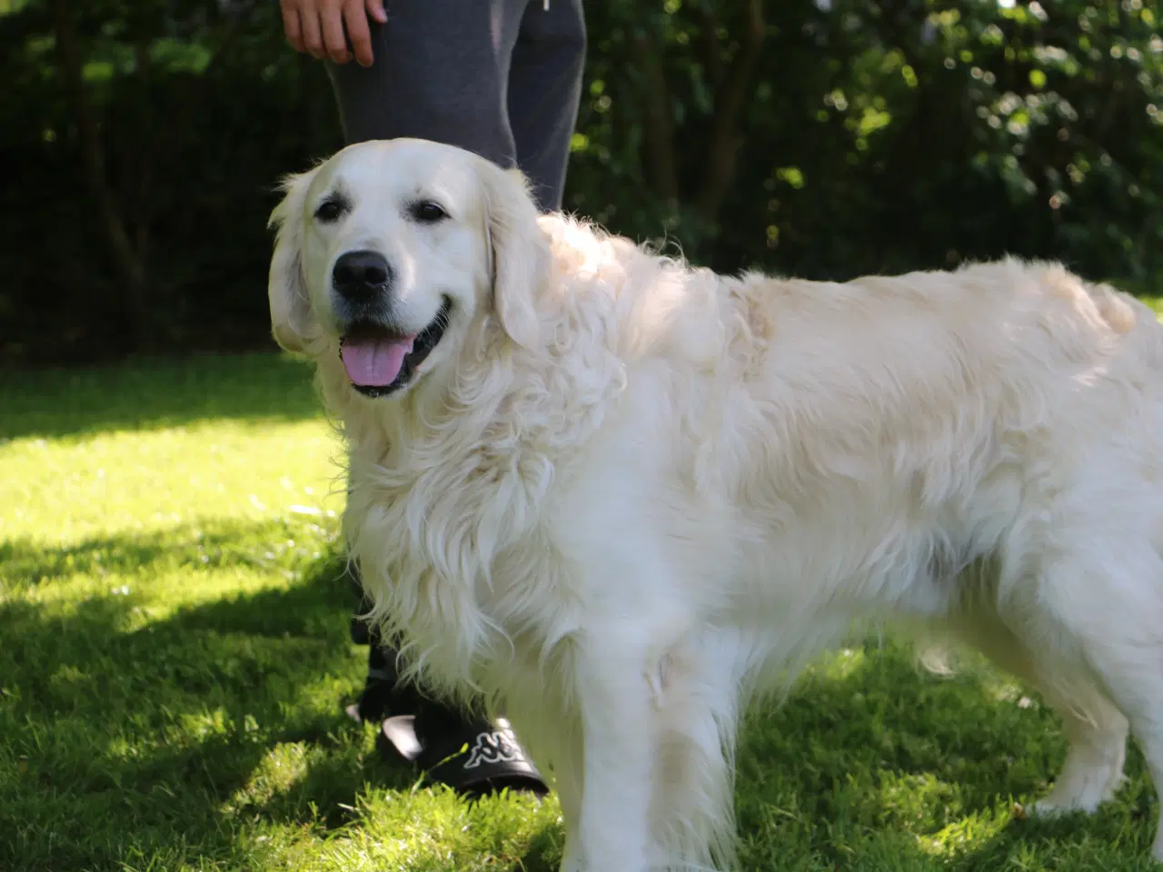 Billede 6 - Verdens smukkeste Golden Retriever er nu til salg!