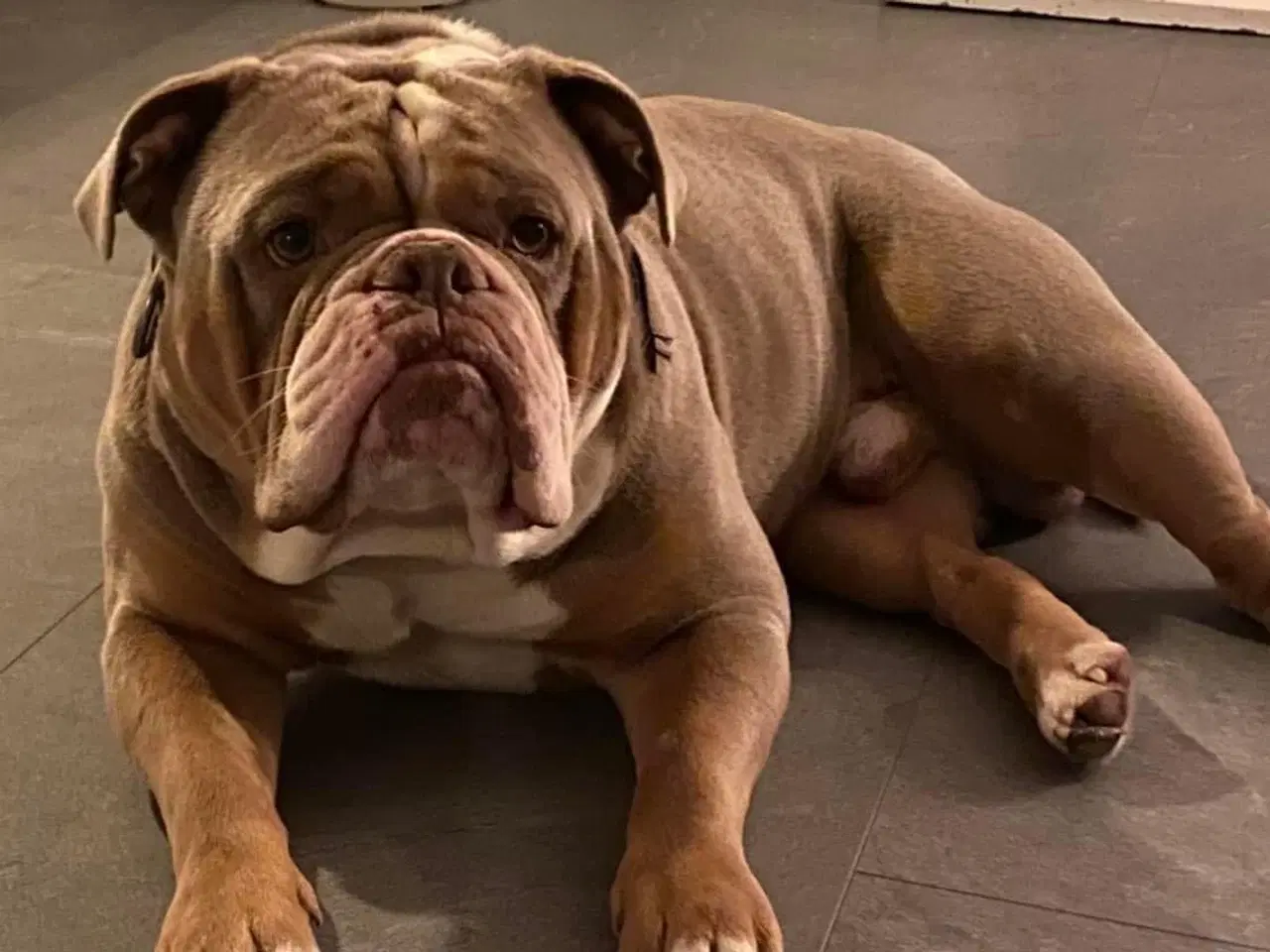 Billede 4 - Old english bulldog til avl