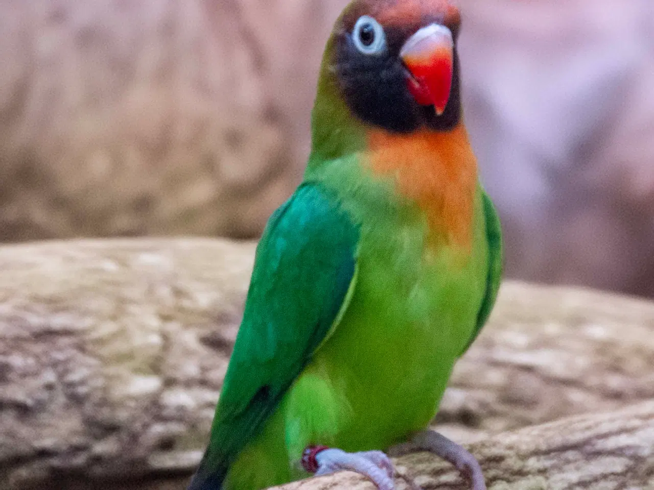 Billede 4 - Dværgpapegøje