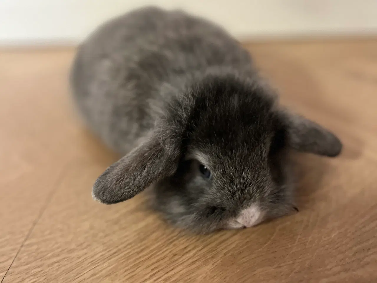 Billede 3 - Blå otter lionlop hankanin på 8 uger 