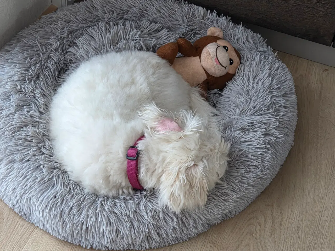 Billede 4 - Coton de tulear, salgsklar ca 1. Juni