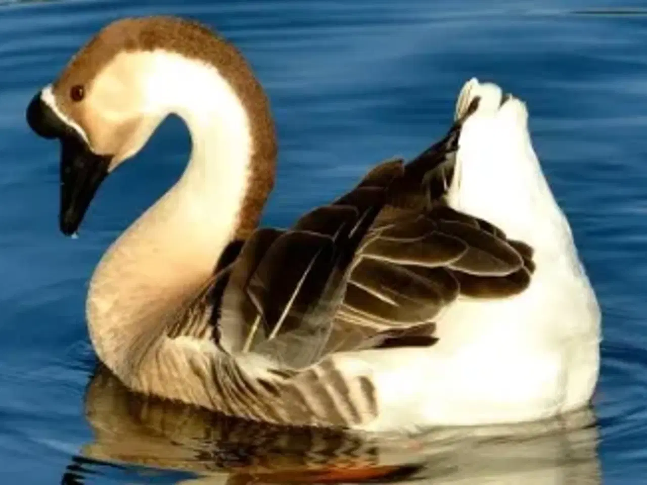 Billede 1 - gæs, et par svanegæs  samlet pris 500 for begge