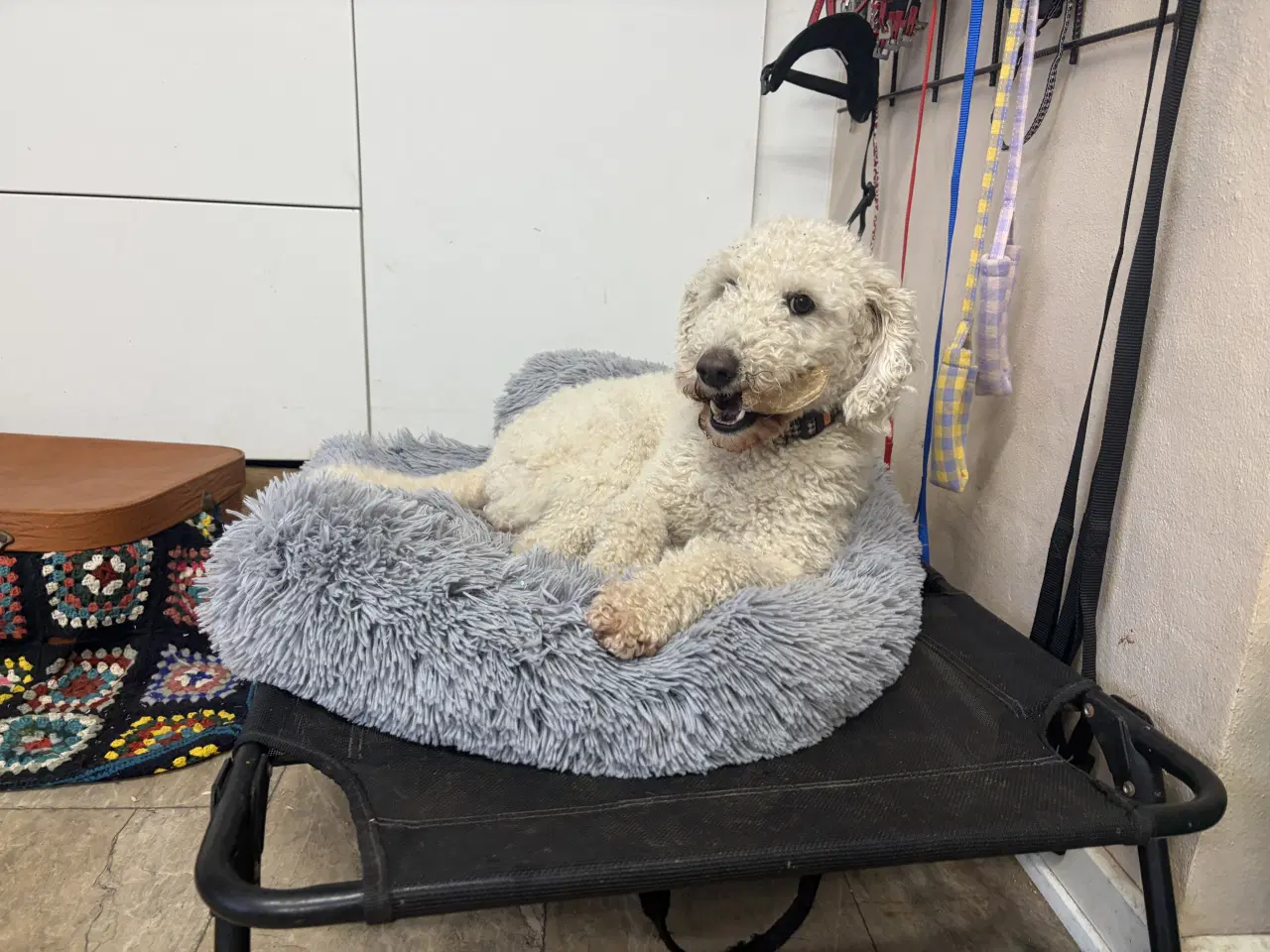 Billede 8 - 2 mellem puddel piger 