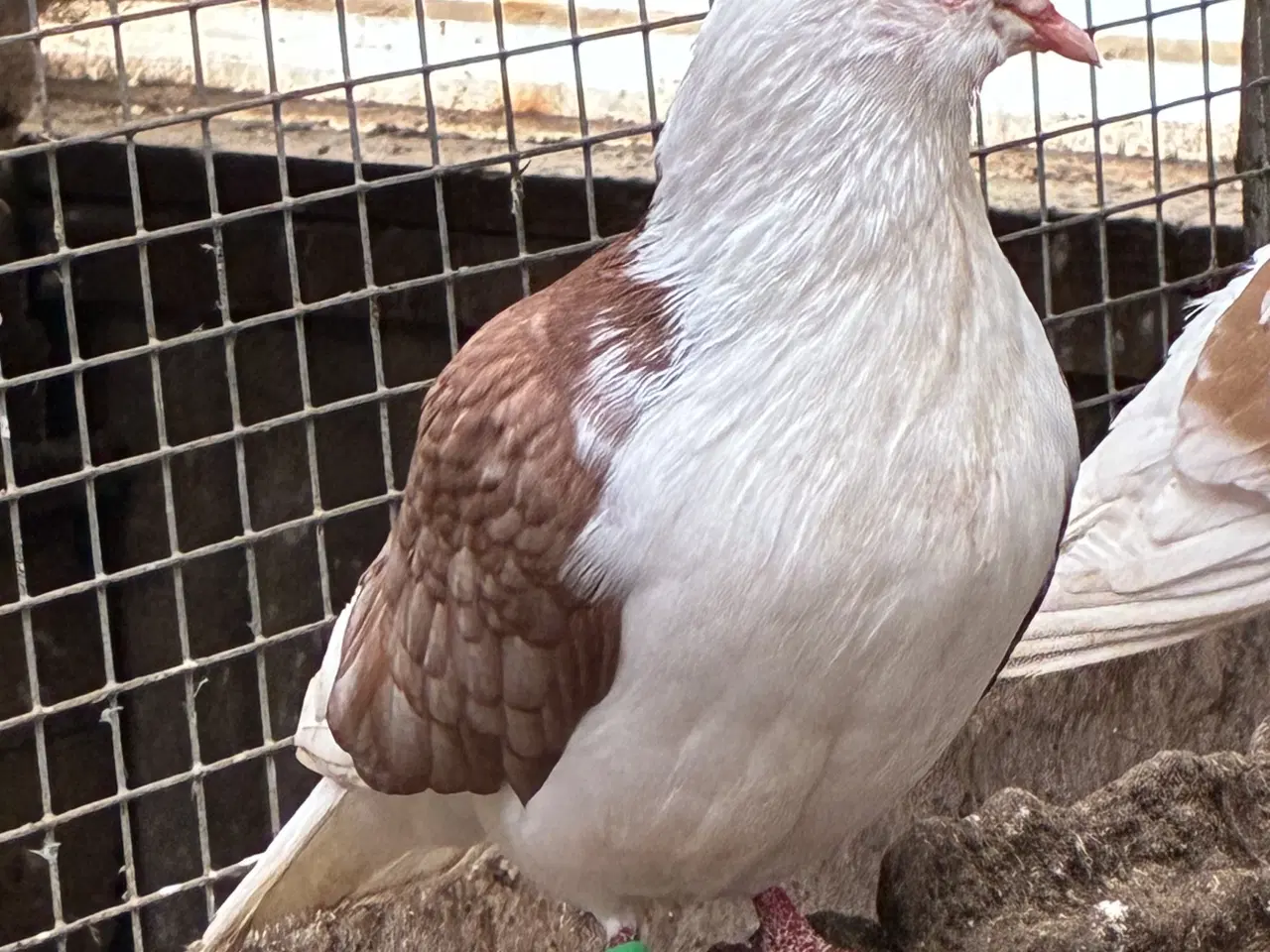 Billede 4 - Race due