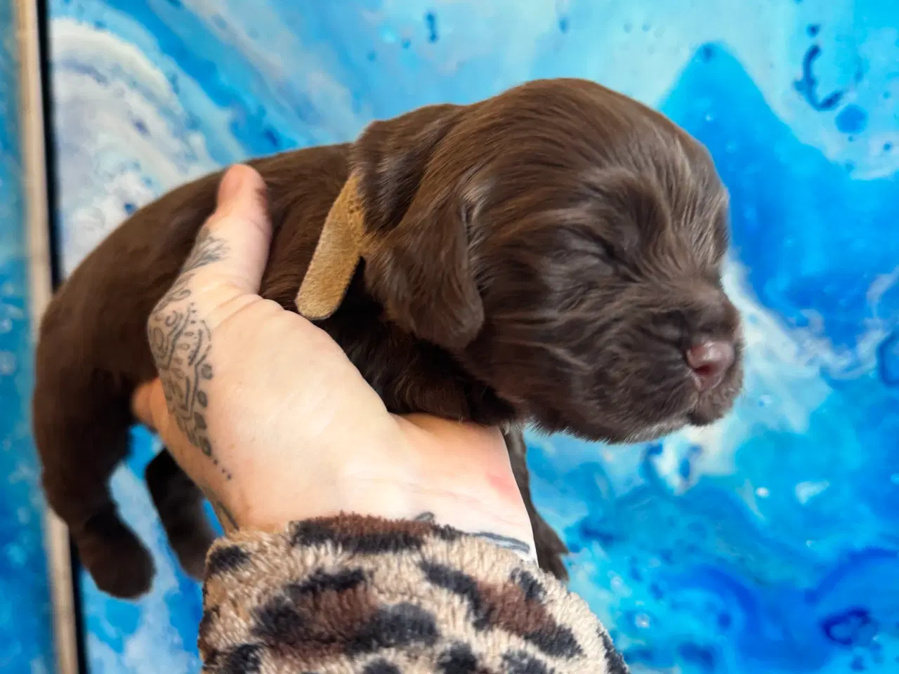 Billede 2 - Ft Cocker spaniel tæve 