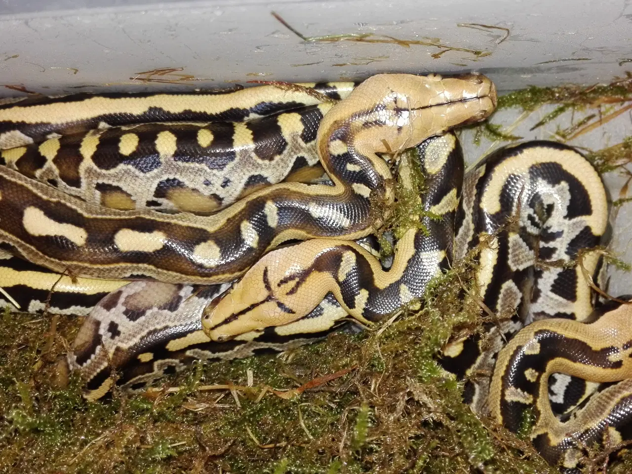 Billede 3 - Borneo Python (Python Breitensteini)