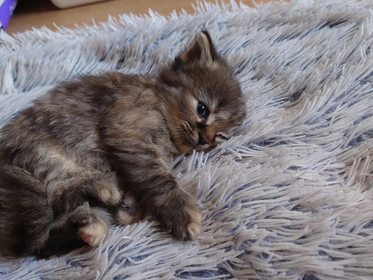 Billede 7 - Maine coon killing Far med tavle