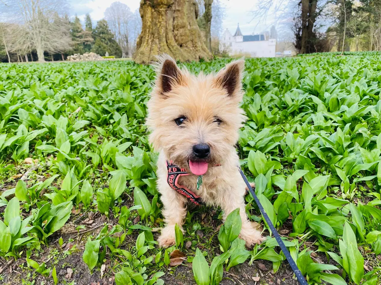 Billede 1 - Cairn terrier eller westi søges