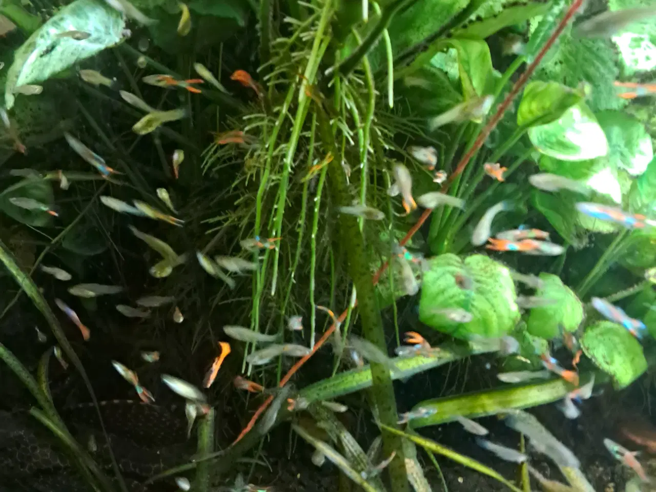 Billede 3 - Mix endler guppy 