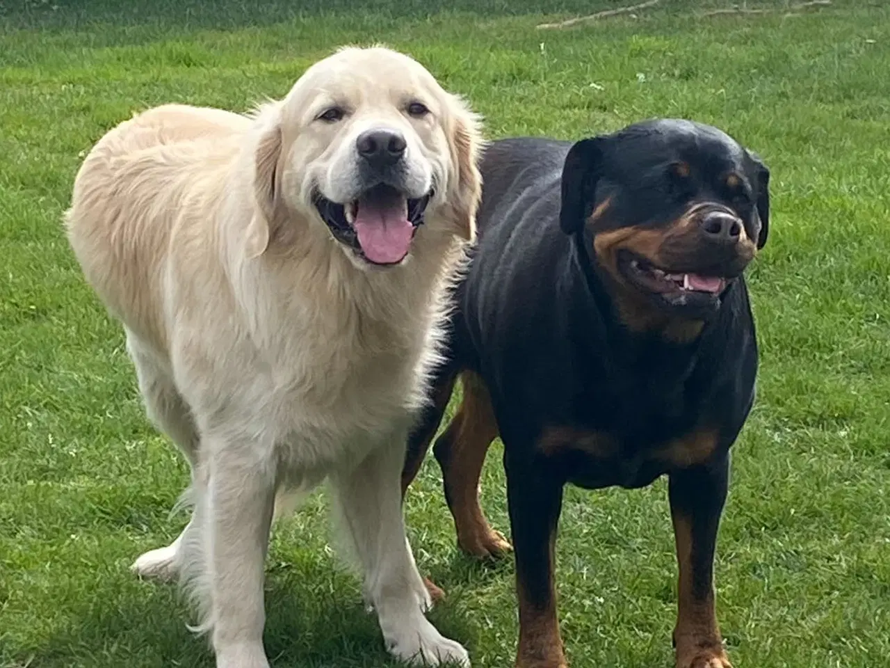 Billede 15 - Hundehvalp