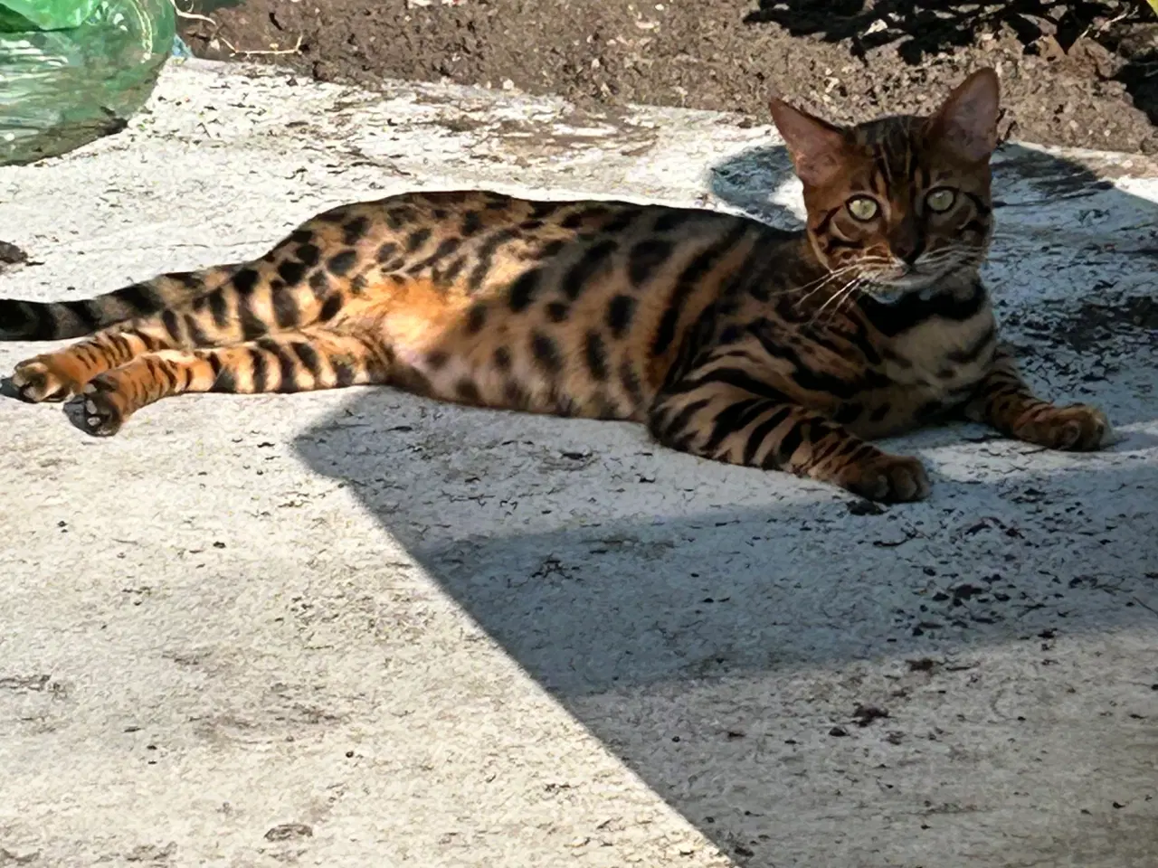 Billede 10 - Bengal Kitten 
