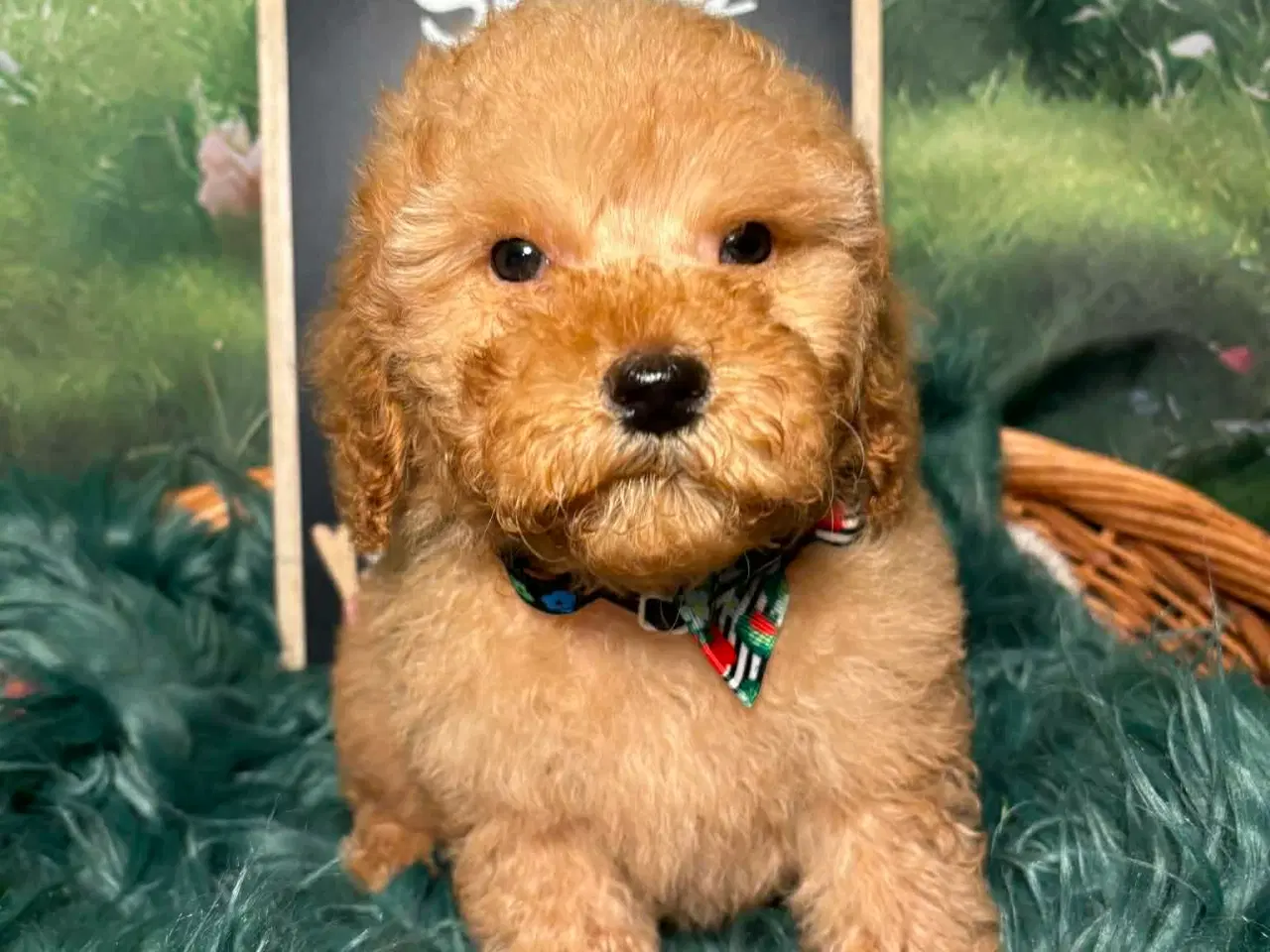 Billede 5 - Skønne røde Doodldoodle hvalpe 