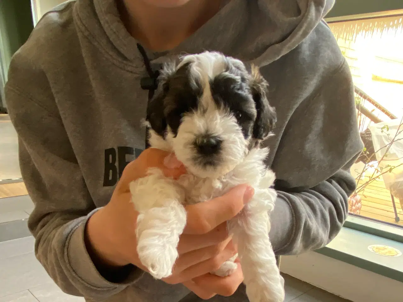 Billede 2 - Maltipoo hvalpe