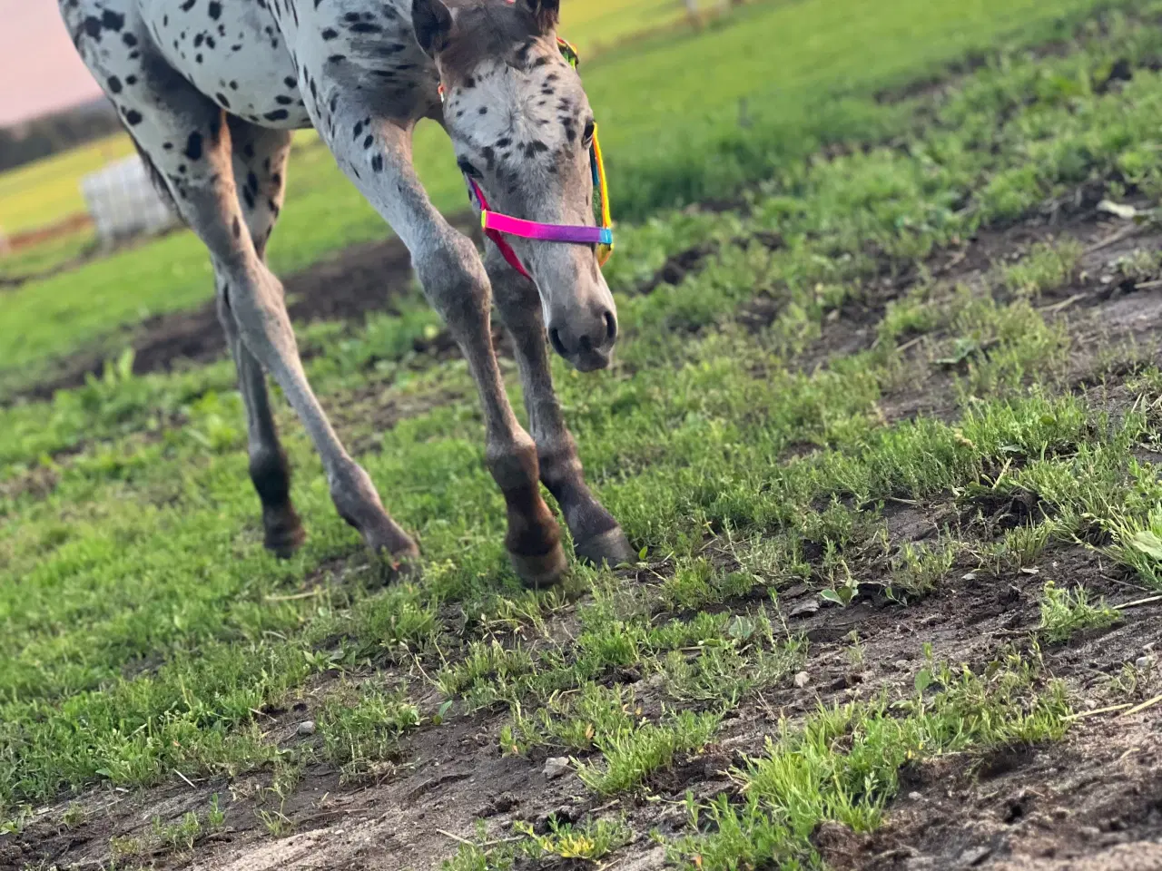 Billede 4 - Smuk Knabstrup blanding 🩵