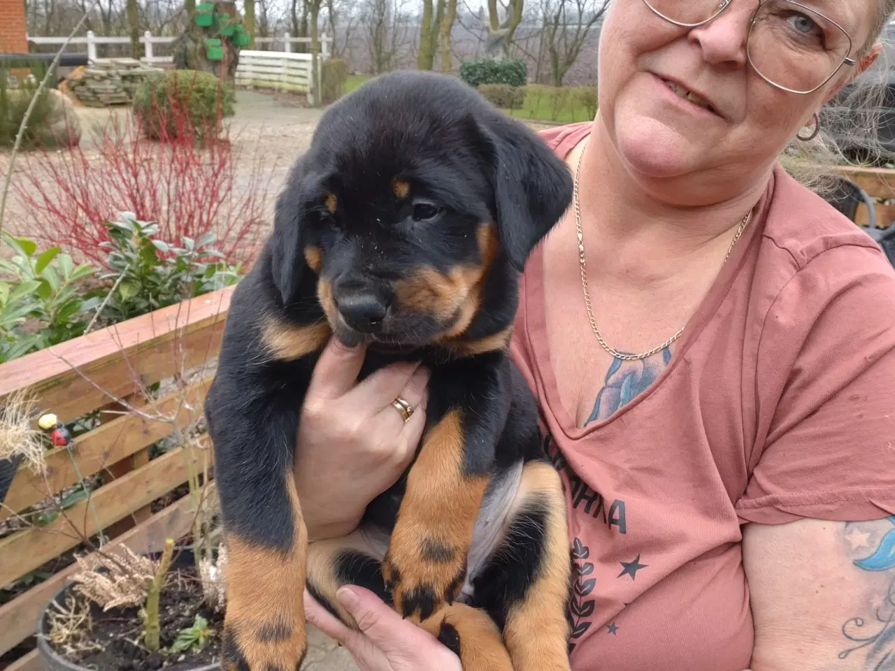 Billede 2 - Rottweiler/labrador hvalpe 