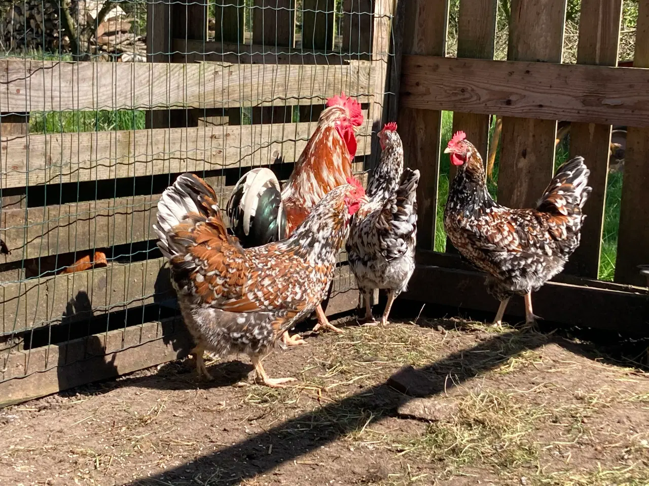 Billede 5 - Rugeæg fra racehøns 