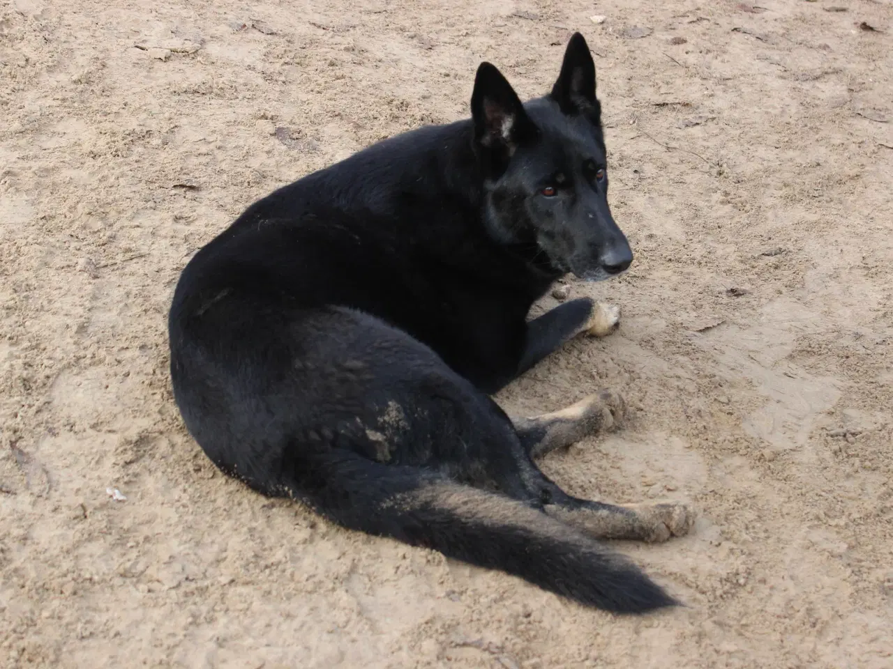 Billede 7 - Smukke Dio søger familie💙