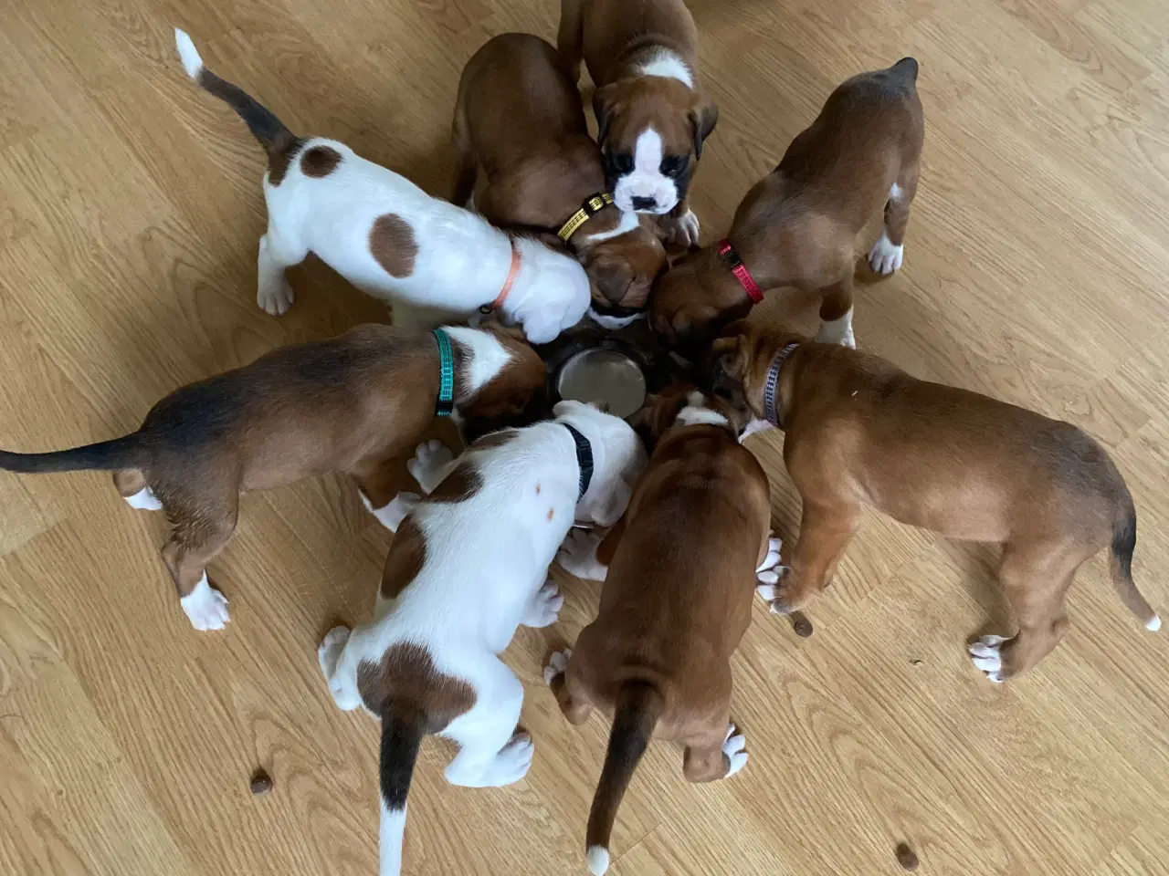 Billede 17 - Skønneste Boxerhvalpe søger nyt hjem