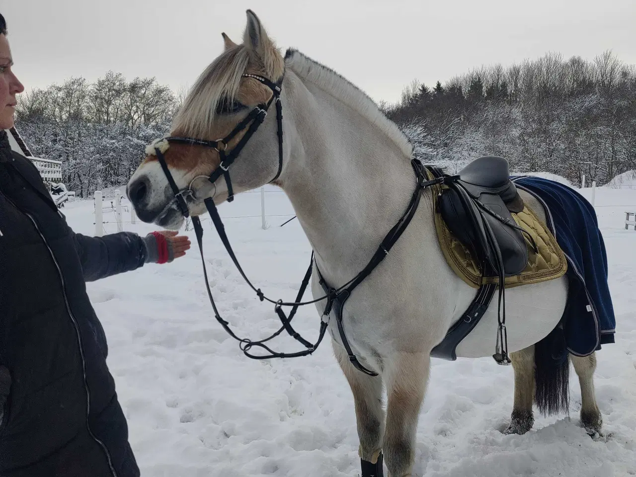 Billede 3 - Fjordhest Marius Skovå 