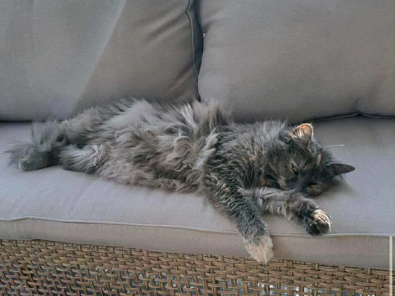 Billede 4 - Hunkat søger nyt hjem 