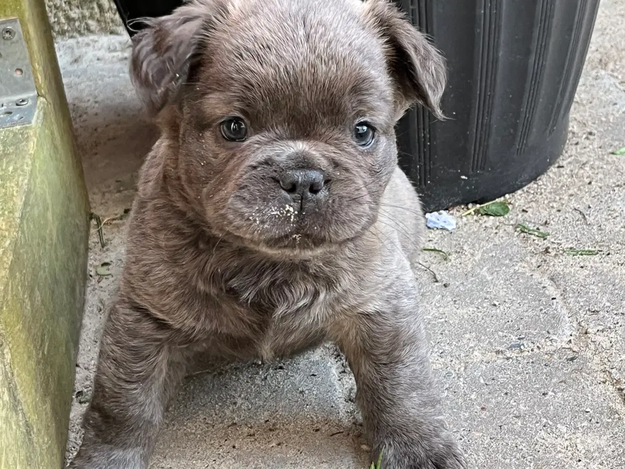 Billede 4 - Fluffy fransk bulldog med stamtavle