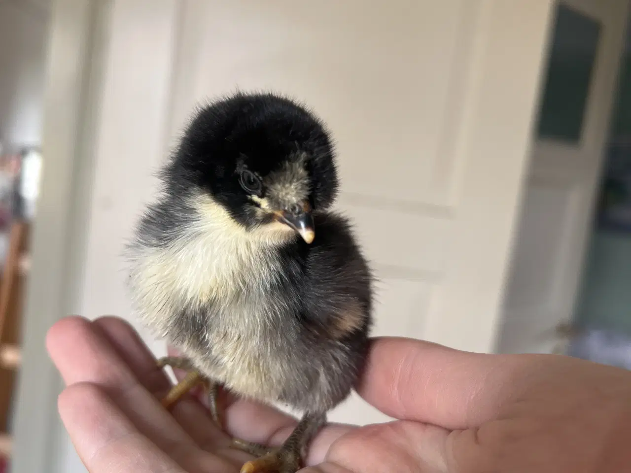 Billede 4 - Søde små kyllinger 