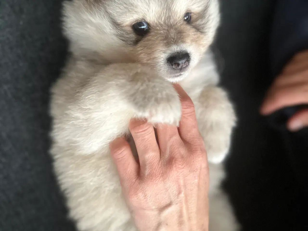 Billede 7 - Finske Lapphundehvalpe søger nye, kærlige hjem