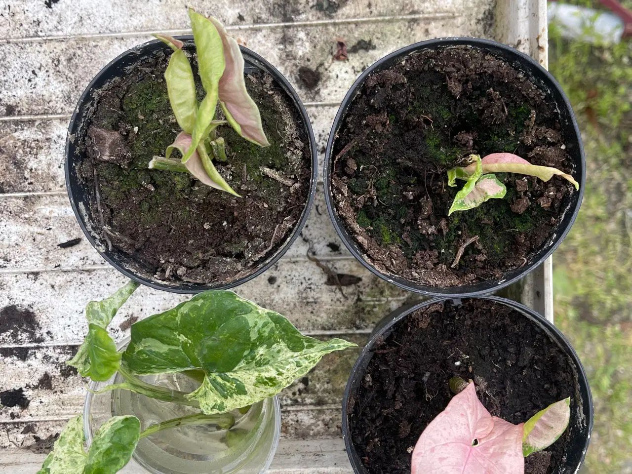 Billede 8 - Forskellige planter sælges