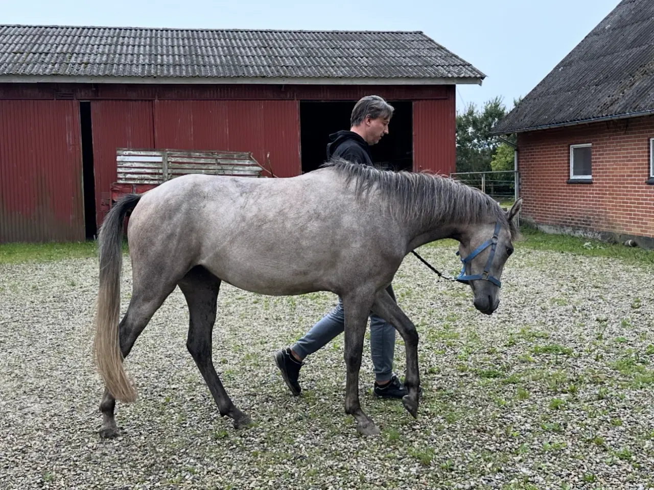 Billede 7 - Barbiesmuk hest sælges 