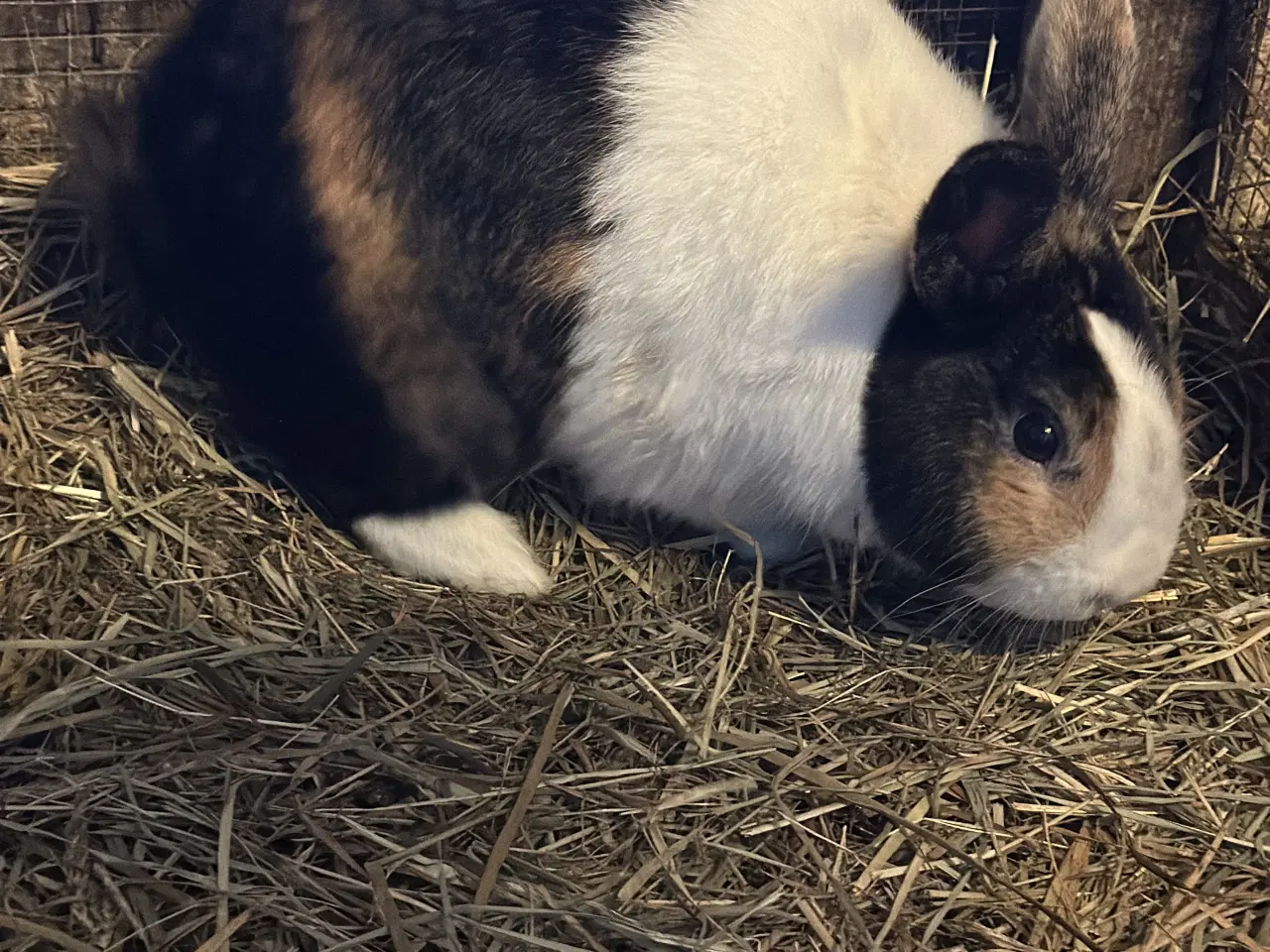 Billede 1 - Ren hollænder